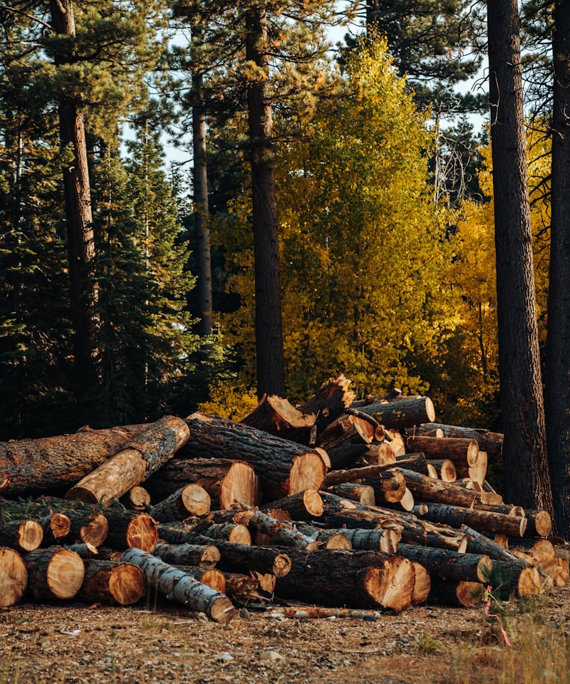 Brown wood logs